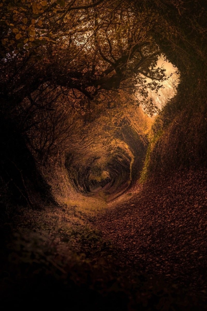Sentiero avvolto da alberi in un paesaggio autunnale, simbolo del lasciar andare, della discesa nelle proprie radici e della preparazione per la rinascita.